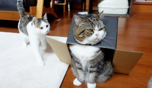 子ねこに箱の着方を教えるねこ。-Maru teaches Kitten Miri how to put on a box.-