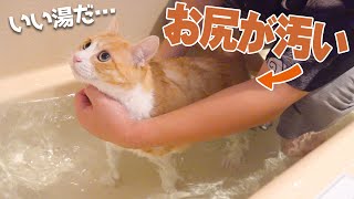 お尻が汚すぎる猫の尻をお風呂で徹底的に水責めします