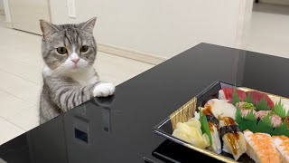 お寿司を頼んだらちょっと欲しそうに見つめてくる猫がかわいすぎた笑