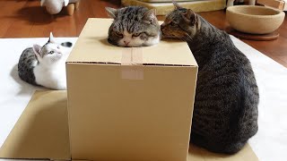 箱バトルの結果に納得いかない子ねこ。-Kitten Miri is not satisfied with the result of the box battle.-
