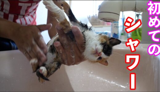 【保護猫】三毛猫を初めてのシャワーに入れてみたら適応能力高すぎた