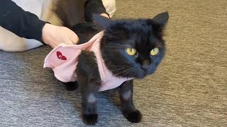 【モカレモン卒業式】避妊手術後、黒猫モカの驚異的な回復にビックリ🌸　306話