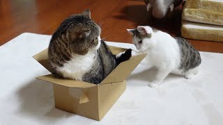 ひとつの箱とねこ。-One box and Cats.-