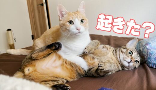 飼い主が起きないので喧嘩を始める猫たち