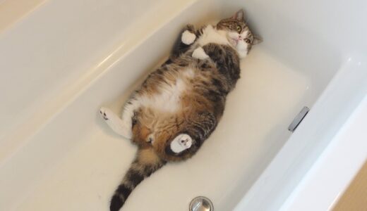浴槽の中で寛ぐねこ。-Maru relaxes in the bathtub.-
