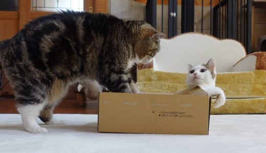 箱の上で寛ぎたかっただけのねこ。（たぶん） -Maru just wanted to relax on the box .(Maybe)-