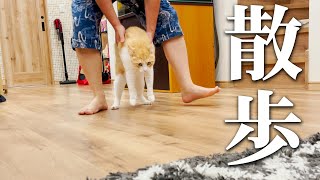 猫が太りすぎているので一緒に散歩して痩せます。