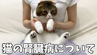 ネコの宿命…東京大学の猫の腎臓病の研究について【寄付のやり方解説】