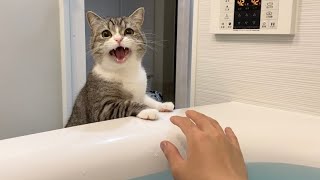 飼い主がお風呂で溺れてたときの猫の反応がこちらです…