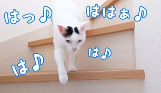 歌いながら階段を降りてくるお喋り猫チロさん