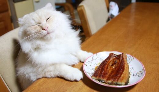 土用　丑の日　テーブルの上のうなぎの蒲焼と猫たち　210728