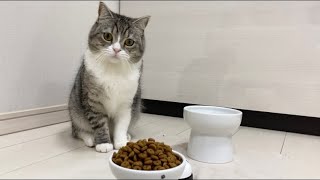とんでもない量のご飯が出できたときの猫の反応がこちらですw