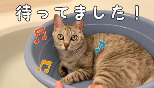 暑い夏でも久々の桶猫に喜ぶお風呂大好き猫マロちゃん