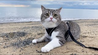 初めて海を散歩したら開放感で猫がとんでもないことになったw