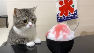 猫が生まれて初めてかき氷を食べたらこうなったww
