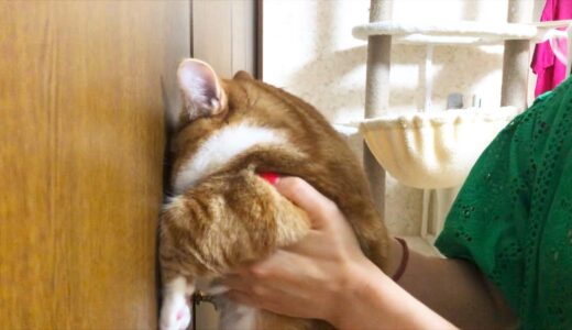 賢い猫は壁に手をつくらしい…【猫壁チャレンジ】芸の出来る猫は賢いのか？