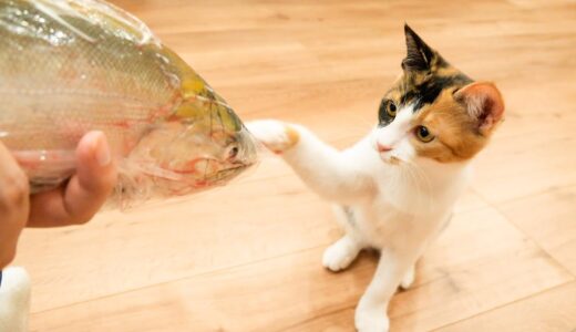 自分より大きな魚に猫パンチ連打する子猫が可愛すぎたwww