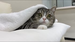 嵐が怖くて寝れず、毛布に包まってる猫がかわいすぎた…