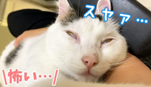 ママに甘えててもゾンビ顔で寝る猫チロさん