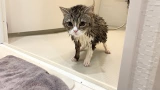 お風呂に入ったら子猫みたいに小さくなった猫がこちらです…笑