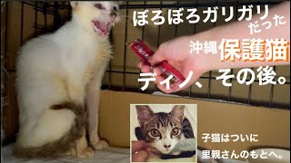 [沖縄保護猫]ぼろぼろガリガリだった元野良猫ディノのその後。子猫テンはついに里親さんのもとへ。喜びと寂しさが鼻汁と共に込み上げる…