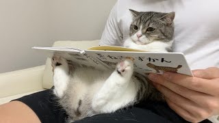絵本を読み聞かせしたら猫が夢中でかわいすぎたww