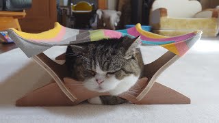 ハンモックの使い方とねこ。-Cats and how to use the hammock.-