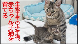 優しき少年猫、赤ちゃん子猫の面倒をみる The boy cat and Tow Taro kittens