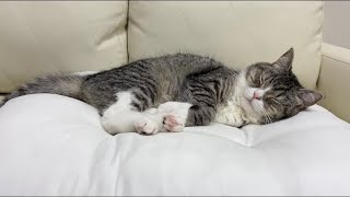 爆睡中の猫に「ごはん」とつぶやいた反応がかわいすぎたww