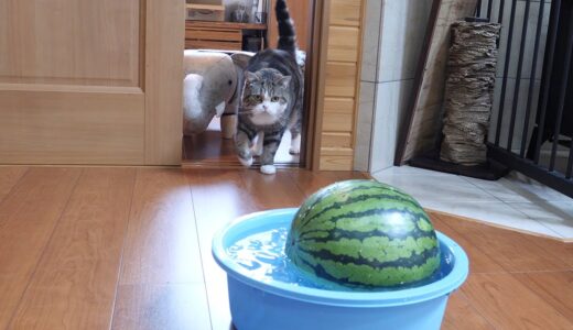 冷やしスイカとねこ。-Cold watermelon and Cats.-