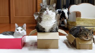 アートな箱とねこ。-Artistic box and Cats.-