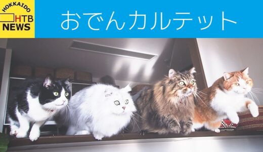 「おでん」な４匹のネコたちのキュートな写真展　札幌
