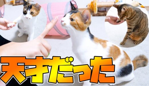猫たちが本気で「お手」を覚えることになった結果…!!!!