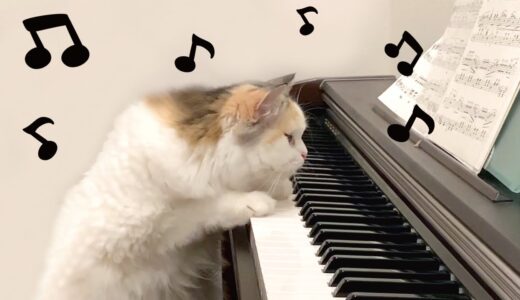 目をはなしたら猫がピアノをひいてました【おしゃべりする猫】