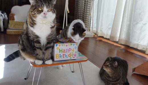 お誕生日会とねこ。-Birthday Party and Cats.-