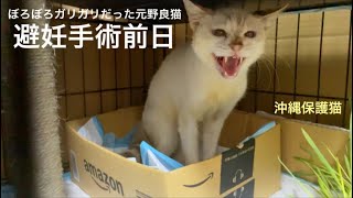 [沖縄保護猫]#9 ぼろぼろガリガリだった元野良猫ディノ、避妊手術前日の様子。やっぱり猫は箱が好き。