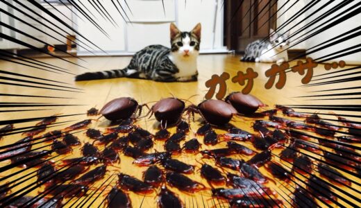 大量のゴキブリと猫が対面‼︎猫達の反応は一体どうなる⁉︎