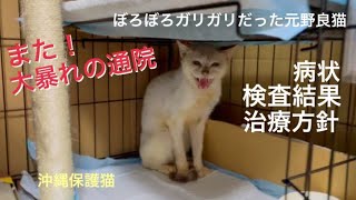 [沖縄保護猫]#8 ぼろぼろガリガリだった元野良猫ディノ、また大暴れの通院。病状と検査結果、今後の治療方針。先住猫の近況。