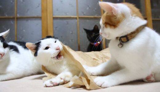 紙袋と猫たち　Cat and paper bag 210923