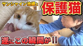 【保護猫活動】第5話 猫おじさん保護猫明日香とふれあう【サンシャイン池崎】