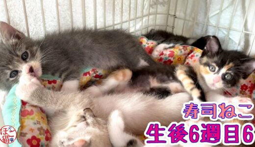 【保護猫　子猫　寿司ねこ】生後6週目６　狭い場所が落ち着くの