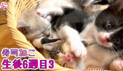 【保護猫　子猫　寿司ねこ】生後6週目3　カゴ猫の寿司ねこ