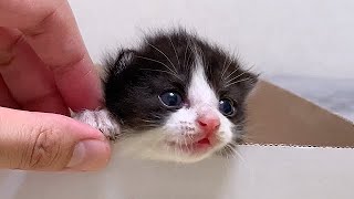 ミルクを飲むと耳がピクピクしちゃう赤ちゃん猫