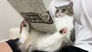 とうとう新聞に掲載された自分を発見した猫がこちらです笑