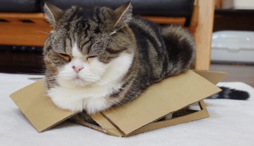 通気性抜群な箱とねこ、番外編。-Excellent Breathable Box and Cats, Side story.-