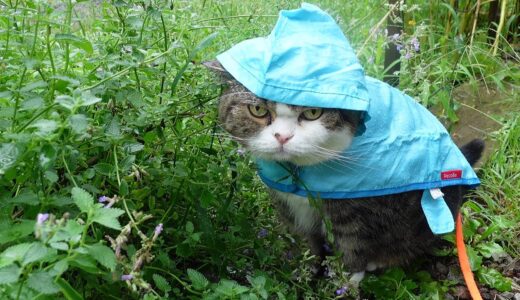 雨の日にカッパを着てお散歩するねこ。-Maru takes a walk in a raincoat.-