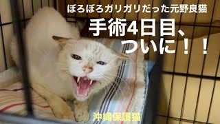 [沖縄保護猫]#12 ぼろぼろガリガリだった元野良猫ディノ、避妊・抜歯手術から4日目、ついに！！　10:30〜里親さんのもとへ行った猫たち。