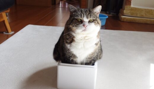 ケーキよりも箱が好きなねこ。-Maru likes boxes more than cakes.-