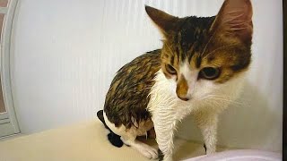 【ネコと風呂】初めて一緒に湯船に浸かった猫と飼い主の様子がこちら。