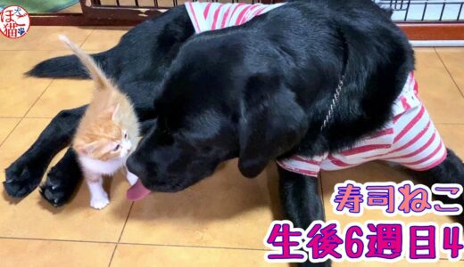 【保護猫　子猫　寿司ねこ】生後6週目4　脱走子猫に翻弄する大型犬